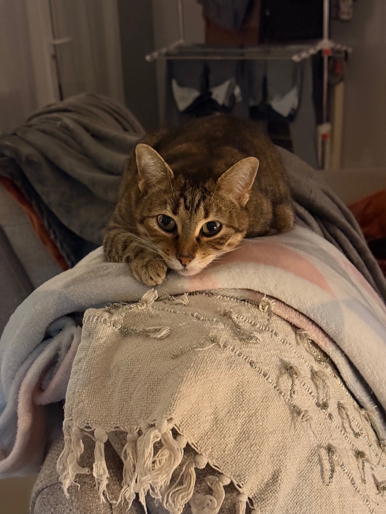 Chat restant chez lui pendant une visite de pet-sitting Chat restant chez lui pendant une visite de pet-sitting